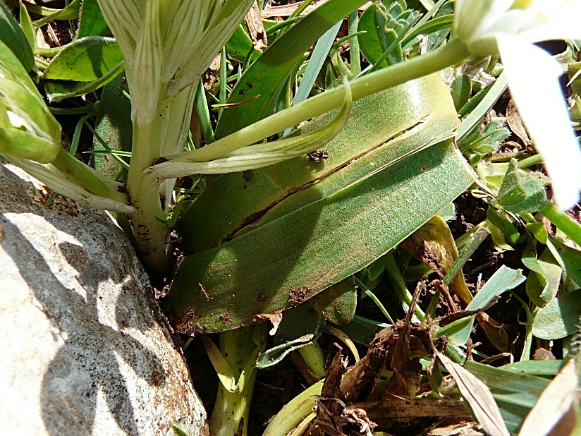 Ornithogalum montanum / Latte di gallina a foglie larghe